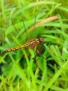 Dragonfly image Royalty Free Stock Photo