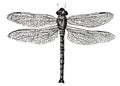 Dragonfly, Impression Of The Stamp. Isolated On White