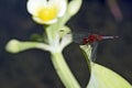 Dragonfly inn leaf of the yellow sawah lettuce