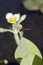 Dragonfly inn leaf of the yellow sawah lettuce