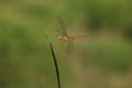Dragonfly flying moment