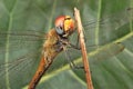 Dragonfly colorful close up waterdroplets Royalty Free Stock Photo