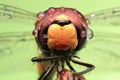 Dragonfly colorful close up waterdroplets