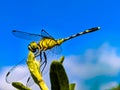 A dragonfly is an insect belonging to the order Odonata, infraorder Anisoptera. Adult dragonflies are characterized by large,