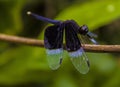 A black dragonfly in the Sri Lanka environment