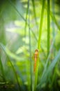 Dragonfly Royalty Free Stock Photo