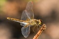 Dragonfly insect branch