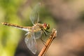 Dragonfly insect branch