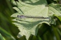 Dragonfly a insect called spearhead bluet very detailed and sitting on a green leaf