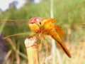 Dragonfly