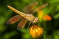 Dragonfly, insect on the cosmos flower