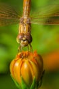 Dragonfly, insect on the cosmos flower