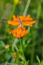 Dragonfly, insect on the cosmos flower