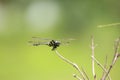 Dragonfly Insect ,Dragonfly fly on the branch Royalty Free Stock Photo
