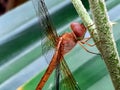 dragonfly, an insect with four wings