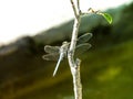 dragonfly insect leaf spider nature plant grass