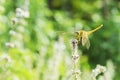 Dragonfly insect macro close up on grass flowers plant Royalty Free Stock Photo