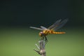 Dragonfly Royalty Free Stock Photo