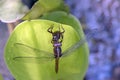 Dragonfly insect of the Odonata order