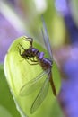 Dragonfly insect of the Odonata order