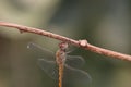 Dragonfly insect resting on a tree stump Royalty Free Stock Photo