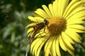 A dragonfly insect sits on a yellow flower in the summer