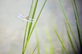 Dragonfly insect sitting on the green grass. Summer time near seaside. Dragonflies are flying insects. aerial predatory insect Royalty Free Stock Photo