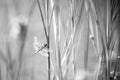 Dragonfly insect sitting on the green grass. Summer time near seaside. Dragonflies are flying insects. aerial predatory insect Royalty Free Stock Photo