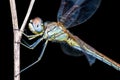 Dragonfly Insect Sitting on Plant Macro Portrait on Black Background