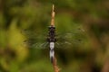 An insect the dragonfly - Front view Royalty Free Stock Photo