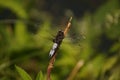 The dragonfly Royalty Free Stock Photo