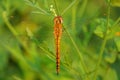 Dragonfly, insects, nature