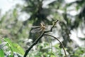 The dragonfly insects that are perched on the branches Royalty Free Stock Photo