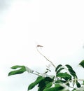 The dragonfly insects that are perched on the branches Royalty Free Stock Photo