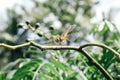 The dragonfly insects that are perched on the branches Royalty Free Stock Photo