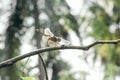 The dragonfly insects that are perched on the branches Royalty Free Stock Photo