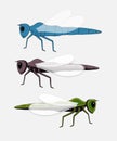 Dragonfly Insects Vector Royalty Free Stock Photo