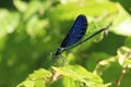 Dragonfly iridescence Royalty Free Stock Photo