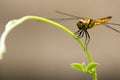 Dragonfly Island on the top of the tree for background or wallpaper. Royalty Free Stock Photo