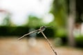 Dragonfly Island on the top of the tree to rest from the hunt. Royalty Free Stock Photo