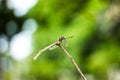 Dragonfly Island on the top of the tree to rest from the hunt. Royalty Free Stock Photo