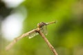 Dragonfly Island on the top of the tree to rest from the hunt. Royalty Free Stock Photo