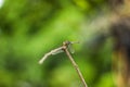 Dragonfly Island on the top of the tree to rest from the hunt. Royalty Free Stock Photo