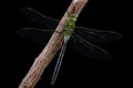 Dragonfly isolated on black Royalty Free Stock Photo
