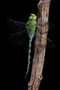 Dragonfly isolated on black Royalty Free Stock Photo