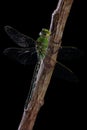 Dragonfly isolated on black Royalty Free Stock Photo