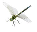Dragonfly isolated Royalty Free Stock Photo