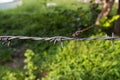 Dragonfly isolated on rusted barbed wire in park Royalty Free Stock Photo