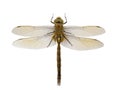 Dragonfly Isolated On White