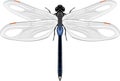 Dragonfly isolated on a white